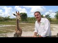 Zoocademy - Giraffes - Zoo Miami