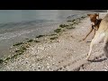 Junger Hund sieht zum ersten Mal das Meer