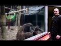 Guy Performs Magic Trick for Orangutan
