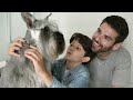 5 Things You Must Never Do to Your Miniature Schnauzer