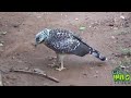 Eagle vs water snake | Amazing Moments Of Eagle | Wildlife | Animaux
