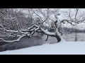 Snowfall, Winter Tree and River Flowing - 1 hr Soundscape, Relaxing, Peaceful