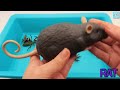 Bset Insect Toys. learn insect names for kids. RC snake spider frog larva centipede