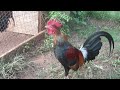 Nha Red Junglefowl (Waterboy-07282011)