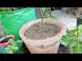 🌱 इतनी तेज धूप पड़ रही है गार्डन में कोई भी काम करने को दिल नहीं करता My terrace garden 🏡 update ❤️