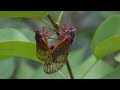Periodical cicadas biology 2024