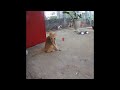 🐱🐈 So Funny! Funniest Cats and Dogs 😻😹 Best Funny Animal Videos 2024 # 23