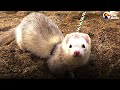 Cat Loves To Wrestle With His 5 Ferret Siblings | The Dodo
