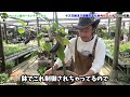 【今すぐやること】ナスを秋までとり続ける為に必要な3つの作業　　　　　　　　　　【カーメン君】【園芸】【ガーデニング】【初心者】