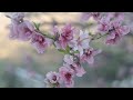 Peaceful Spring Music - Overcome Overthinking -4K