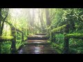 15 min Forest Birds Singing Relaxing Sleep Sounds Without Music Nature Sound Relaxation Soothing
