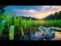 Relax with Frogs & Insect Sounds