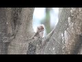 20180505 - 香港慈雲山 - 領角鴞幼鳥 Collared Scops Owl