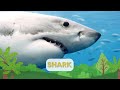 Wild Animals | Learn wild animals names in English | Kids vocabulary | English Educational Video