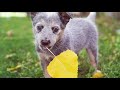 Blue Heeler - 6 Traits that make the Australian Cattle Dog AMAZING