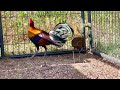 South East Asia Red Jungle Fowl in USA | Qaib Qus Nplog Teb Nyob Rau Mekas