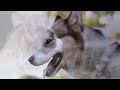 DOG TV: The Best Entertain Videos for Dogs Alone Time 🐶 12 Hours of Farm Collection - Music for Dogs