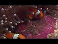 Indonesia's Extraordinarily Unique Coral Reefs | Equator