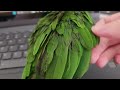 Removing Pin Feathers from Wings- Regen the White Eyed Conure