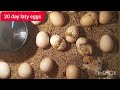 How to make incubator at home and hatch chicken eggs.