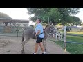 How I teach donkeys to pick up their feet, explanation and demonstration #blmburro #donkey