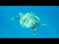 Lady Elliot Island - Mesmerised by a Turtle with Whale song in the background
