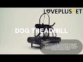 Are Dog Treadmills a Good Idea？