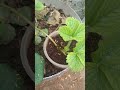 How to grow Strawberry Plant from runners |ஸ்ட்ராபெரி செடி வளர்ப்பு #trending #gardentour #gardening