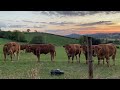 More Bovine fun with RC Crawler in Mid Wales