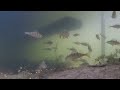 Lots of perch caught on underwater camera!!