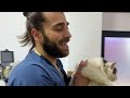 Rescuing The Cat With A Broken Hip! ( Poor Kitten Got Attacked! )