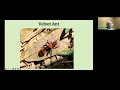 Native Bees & Wasps w Hester Schwarzer