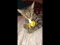 Teething Cat likes Banana Baby Teether #cat # funny