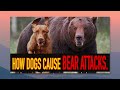 Strange fatal grizzly attack Banff National Park | Life-saving lessons #wildspaces #banff #attack