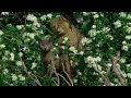 @ adorable cats on the tree# short video