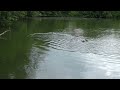 The ducks swimming video 4k @haydenwayne637