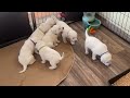 Labrador Retriever Puppies! Litter Update Week 3