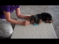Cute Yorkie learns roll over