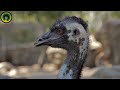 Emus || Facts about Emus
