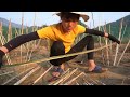 Build Nest System For Chicken To Lay Eggs - Use Bamboo Tree and Rice Straw Build Chicken Coop