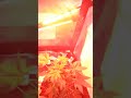 Growers Choice seed grow update week 7!!! Gorilla glue and Afghan