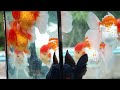 Oh my god Such pretty goldfish ( Nature and Goldfish ) 세상 예쁜 금붕어들. 쇼군 고질라 카페 super goldfish