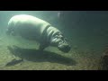 Hippo at adventure aquarium, Camden NJ