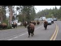 Bison crossing 2 - Yellowstone National Park