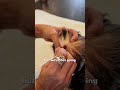 How To Clean Your Dogs Ears | Explained by a Veterinary Professional