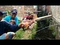 EDAN.! Mancing di Selokan Belakang Rumah Warga ikanya Besar Besar #LM39