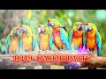 [DANCE MUSIC] RP49 - Parrot Party
