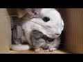 This Touching Chinchilla Video Will Make You Cry for Mom
