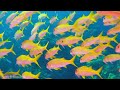 Colors of the ocean 8K ULTRA HD - The best sea animals for relaxing and soothing music