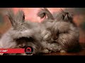 Discover the Top 10 Cutest Rabbit Species You Never Knew Existed ! |JunglePals Tv #animals #pets